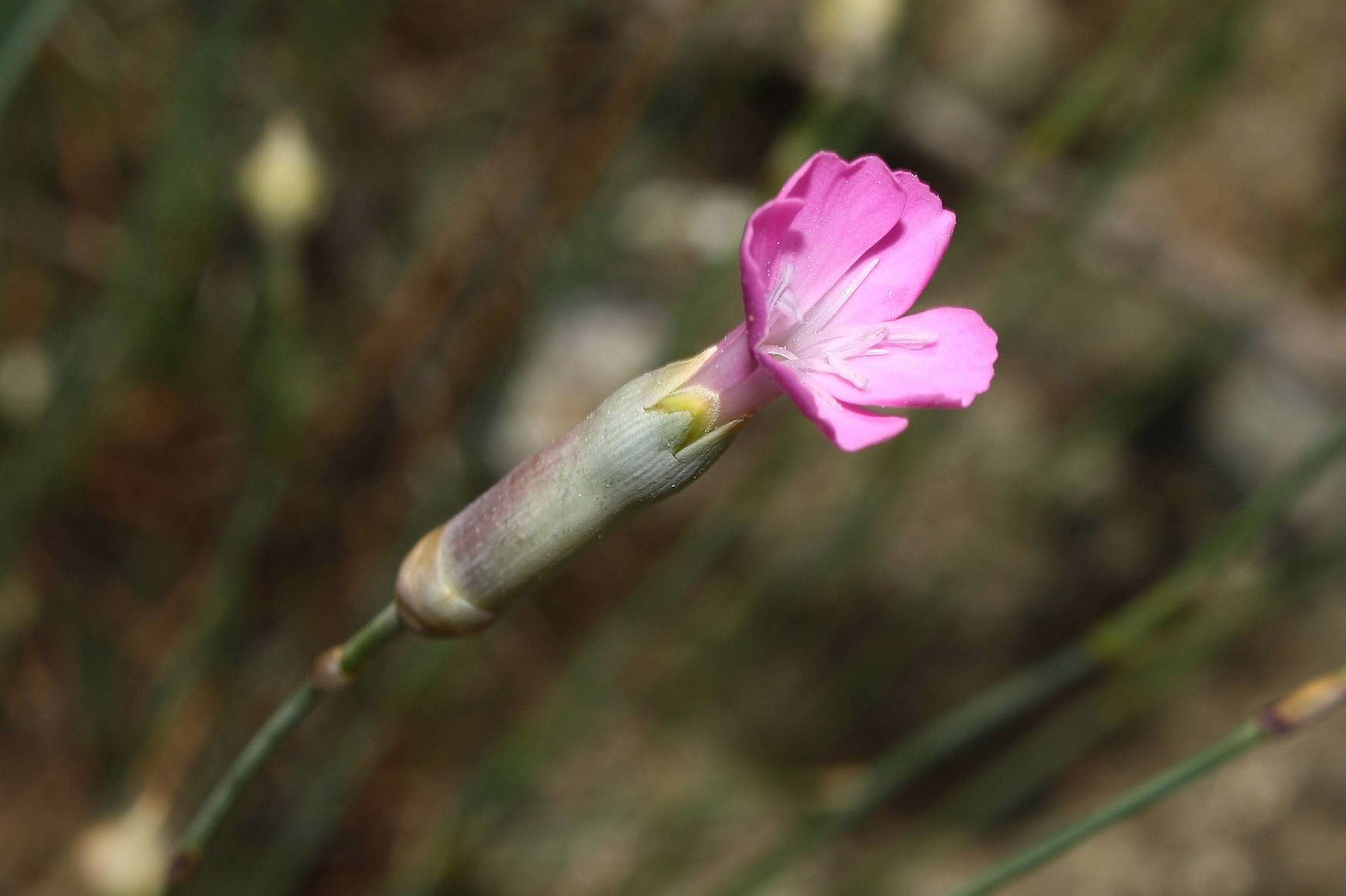 Dianthus sylvestris ?? da determinare